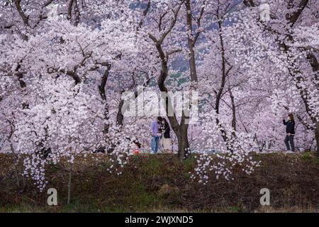 Ein koreanisches Paar bewundert die Kirschblüten beim Frühlingsfest in Gyeongju, Südkorea. Stockfoto