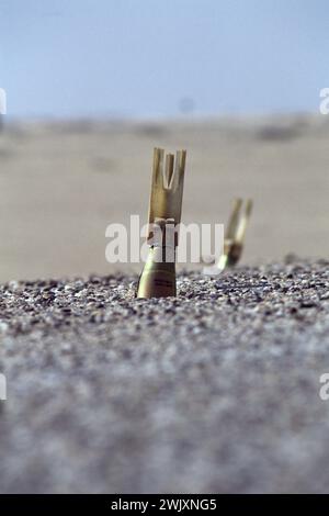 Erster Golfkrieg: 15. März 1991 nicht explodierte amerikanische Mk 118 Mod1-Bomben von einer CBU-100-Streubombe, eingebettet in eine Straße im Osten Kuwaits. Stockfoto