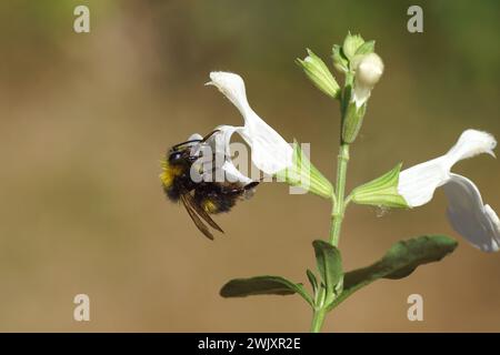 Frühe Hummel (Bombus pratorum), Familie Apidae an weißen Blüten von Salvia greggii, Familie Lamiaceae. Juni. Holländischer Garten Stockfoto