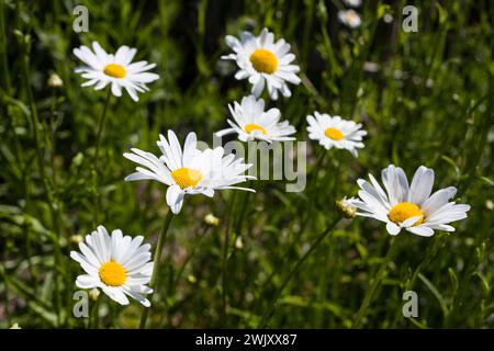 Margeriten Leucanthemum vulgare in Blüte *** Daisies Leucanthemum vulgare in Blüte Stockfoto
