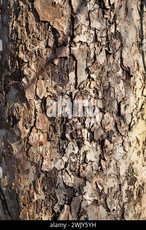 Die Relief-Textur der braunen Rinde des Baumes bei Auswüchsen und Rissen in Nahaufnahme. Hintergrund mit Holzstruktur. Braune Holzstruktur, altes Holz. Alter crac Stockfoto