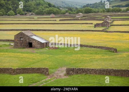 Wildblumenwiesen und Scheunen umgeben von trockenen Steinmauern in Gunnerside in Swaledale, Yorkshire, Großbritannien Stockfoto