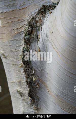 Im Stamm einer silbernen Birke aufgebrochen. Stockfoto