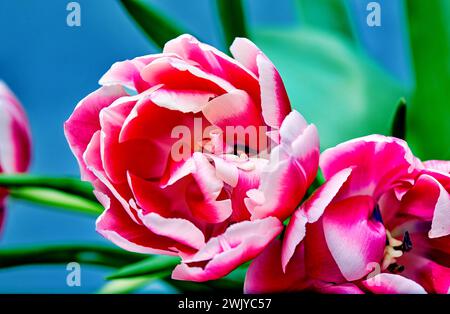 Bild einer offenen Tulpenknospe rosa Pfingstrose columbus Stockfoto
