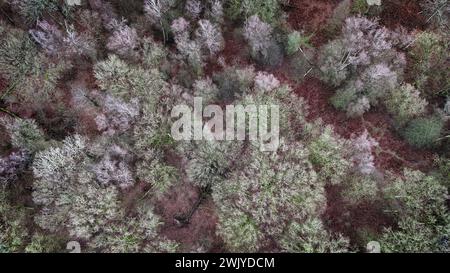 Frankreich. Februar 2024. © PHOTOPQR/VOIX DU NORD/PIERRE ROUANET; 14/02/2024; Wallers Arenberg, le 14/02/2024. Vol en drone au dessus de la Dreve des boules d'Herin, la Trouee d'Arenberg, secteur pave emblematique de la Course cycliste Paris Roubaix (cyclisme, UCI, l'enfer du Nord). Foret domaniale de Raismes Saint Amand Wallers. FOTO PIERRE ROUANET LA VOIX DU NORD - Drohnenflug über dem Dreve des boules d'Herin, dem Trouee d'Arenberg, dem emblematischen Kopfsteinpflastersektor des Pariser Roubaix-Radrennens 14. Februar 2024 Credit: MAXPPP/Alamy Live News Stockfoto