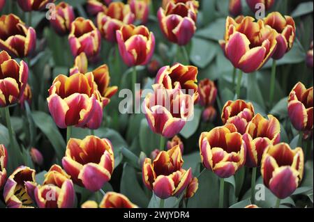 Dunkelrot mit gelben Kanten Triumph Tulpen (Tulipa) Doberman blühen im April in einem Garten Stockfoto