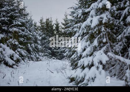 Winterlandschaft in Warstein, Schneewanderung zum Lörmecke Turm, Aussichtsplattform, Kreis Soest, Sauerland, NRW, Deutschland, Europa, Deutschland, Europa Stockfoto