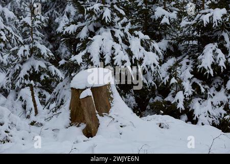Winterlandschaft in Warstein, Schneewanderung zum Lörmecke Turm, Aussichtsplattform, Kreis Soest, Sauerland, NRW, Deutschland, Europa, Deutschland, Europa Stockfoto