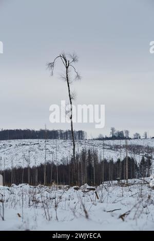 Winterlandschaft in Warstein, Schneewanderung zum Lörmecke Turm, Aussichtsplattform, Kreis Soest, Sauerland, NRW, Deutschland, Europa, Deutschland, Europa Stockfoto