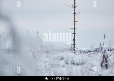 Winterlandschaft in Warstein, Schneewanderung zum Lörmecke Turm, Aussichtsplattform, Kreis Soest, Sauerland, NRW, Deutschland, Europa, Deutschland, Europa Stockfoto