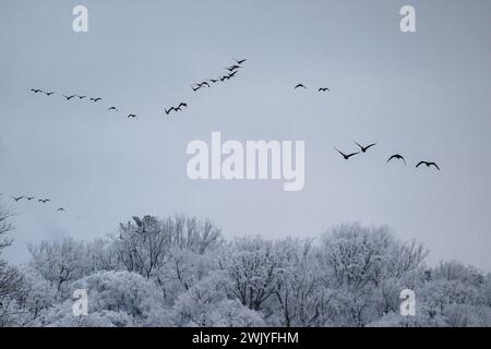 Baltimore, USA. Februar 2024. 17. Februar 2024: Lake Roland, Baltimore County, Maryland, USA. Ein Schneefall Mitte Februar bietet malerische Ausblicke und Tierwelt auf den See im Schnee. (Foto: Robyn Stevens Brody/SIPA USA) Credit: SIPA USA/Alamy Live News Stockfoto
