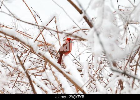 Baltimore, USA. Februar 2024. 17. Februar 2024: Lake Roland, Baltimore County, Maryland, USA. Ein Schneefall Mitte Februar bietet malerische Ausblicke und Tierwelt auf den See im Schnee. (Foto: Robyn Stevens Brody/SIPA USA) Credit: SIPA USA/Alamy Live News Stockfoto