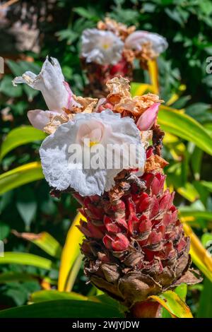 Crêpe Ingwer (Cheilocostus speciosus), Zingiberaceae. Rhizomatöse Staudenkraut, Zierpflanze. Weiße Blume. Stockfoto