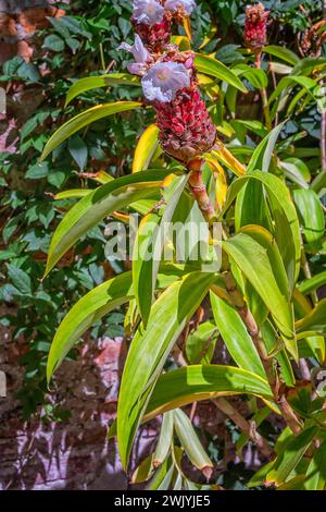 Crêpe Ingwer (Cheilocostus speciosus), Zingiberaceae. Rhizomatöse Staudenkraut, Zierpflanze. Weiße Blume. Stockfoto