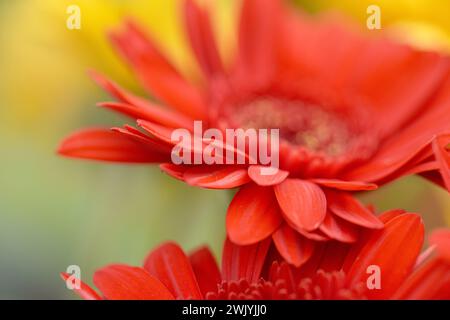 Nahaufnahme einer roten Barberton-Gänseblümchenblume mit selektivem Fokus auf Blütenblättern und unscharfem weichem Hintergrund. Stockfoto