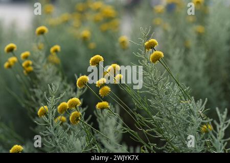 Baumwolllavendelpflanze im schönen Abendlicht. Blumenhintergrund. Stockfoto