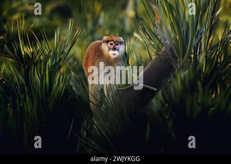 Patas-Affe (Erythrocebus patas) - Affe der Alten Welt Stockfoto