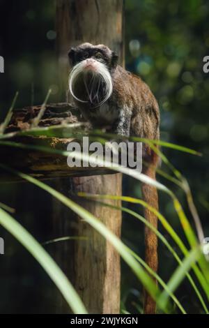 Kaiser Tamarin (Saguinus Imperator) Stockfoto