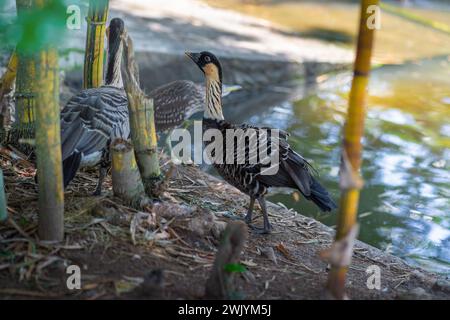 Nene oder hawaiianische Gans (Branta Sandvicensis) Stockfoto