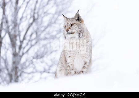 Schöne Luchskatze, die auf einem Hügel im kalten Winterwald sitzt Stockfoto