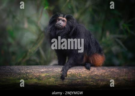 Tamarin des Schwarzen Löwen (Leontopithecus chrysopygus) Stockfoto