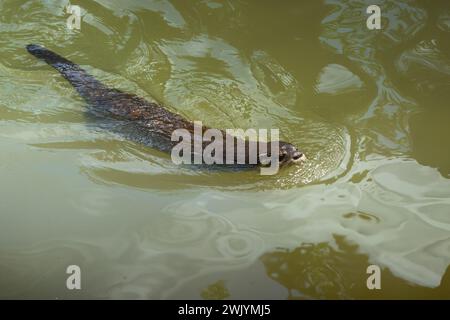 Neotropische Fluss Otter (Lontra Longicaudis) Schwimmen Stockfoto