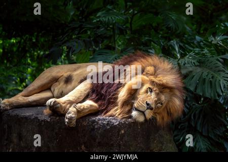 Südwestafrikanischer Löwe (Panthera leo bleyenberghi) - Angola Löwe liegend Stockfoto