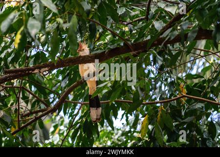 Guira Kuckuckvogel (Guira guira) Stockfoto