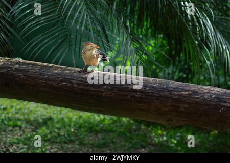 Guira Kuckuckvogel (Guira guira) Stockfoto