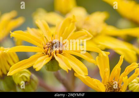 Nahaufnahme von leuchtend gelbem Sommerragkraut oder Leopardenpflanze mit selektivem Fokus und feinen Details Stockfoto