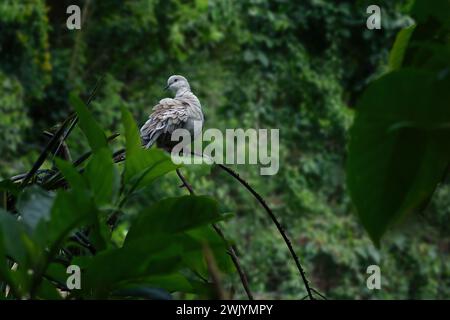 Ringhalstaubenvogel (Streptopelia capicola) Stockfoto