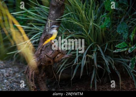 Tropischer Königskönig (Tyrannus melancholicus) - Tyrann Flycatcher Stockfoto