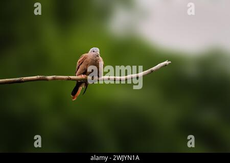 Ruddy Ground Taube (Columbina talpacoti) Stockfoto