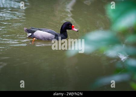 Pochard-Schwimmen mit rosafarbenem Schnabel (Netta peposaca) Stockfoto