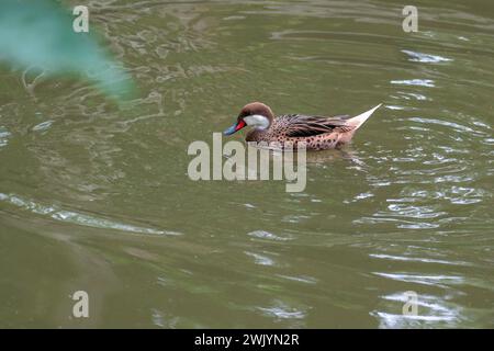 Weißwangenschwanz (Anas bahamensis) - Schwimmen Stockfoto