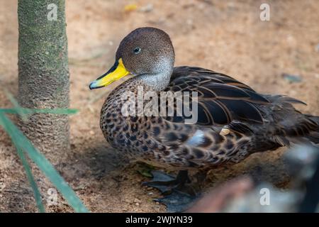 Gelbschnabel Pintail (Anas georgica) - Wasservögel Stockfoto