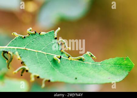 buchsbaumraupe greift die Pflanze an, ernährt sich von den Blättern, verursacht Schäden an den Blatträndern, wodurch Pflanzen entblättert werden können. Nahaufnahme Foto. Stockfoto