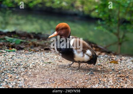 Rotkäppchen-Pochard-Vogel (Netta rufina) Stockfoto