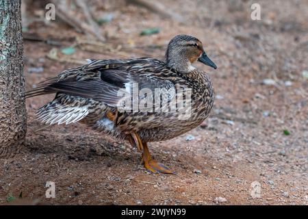 Weibliche Stockente (Anas Platyrhynchos) Stockfoto