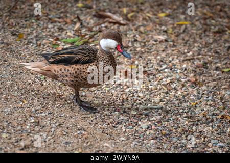 Weißwangenschwanz (Anas bahamensis) - Wasservögel Stockfoto