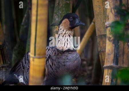 Nene oder hawaiianische Gans (Branta Sandvicensis) Stockfoto