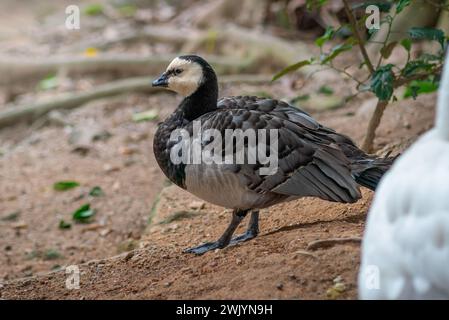 Barnacle Goose (Branta leucopsis) - Wasservögel Stockfoto