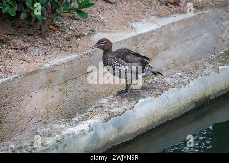 Weibliche australische Holzente (Chenonetta jubata) Stockfoto