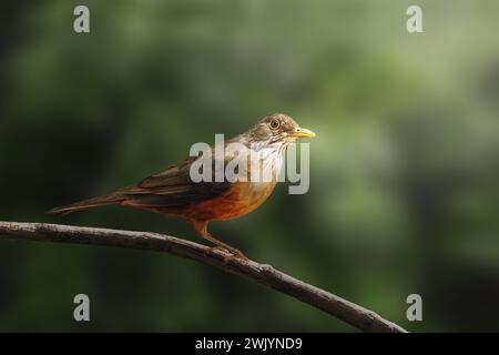 Raubbauchdrossel (Turdus rufiventris) Stockfoto