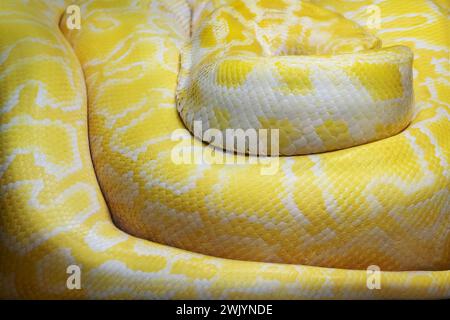 Albino Burmese Python Skalen (Python bivittatus) - Textur Stockfoto