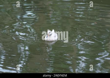 Weißwangenschwanz (Anas bahamensis) - Weiße Variante Stockfoto