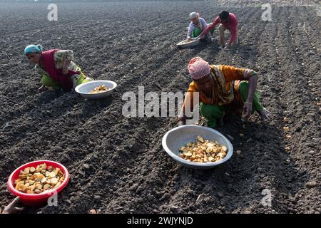 Munshiganj, Dhaka, Bangladesch. Februar 2024. Bauern säen Kartoffelsaat auf einem Feld in Munshiganj, Bangladesch. Kartoffeln benötigen mindestens 90 Tage, bis sie nach der Aussaat Reifen. Ganze Kartoffeln oder Kartoffelstücke können als Samen verwendet werden. Eine Gruppe von Arbeitnehmern kann bis zu 3.000 kg Kartoffeln pro Tag ernten. (Kreditbild: © Joy Saha/ZUMA Press Wire) NUR REDAKTIONELLE VERWENDUNG! Nicht für kommerzielle ZWECKE! Stockfoto