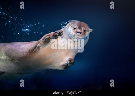 Neotropischer Fluss Otter (Lontra Longicaudis) Tauchen unter Wasser Stockfoto