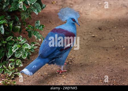 Westliche gekrönte Taube (Goura cristata) Stockfoto