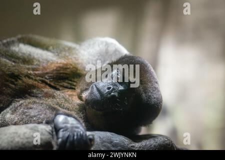 Gemeinsamen Woolly Monkey (Lagothrix Lagotricha) Stockfoto